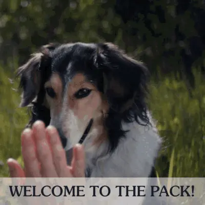 A dog is highfiving a human hand and the text on the bottom says welcome to the pack!